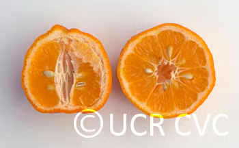 Borneo Red Rangpur Lime Budwood citrus plant material online shopping