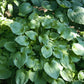 Gum Drop Hosta Plants online shopping