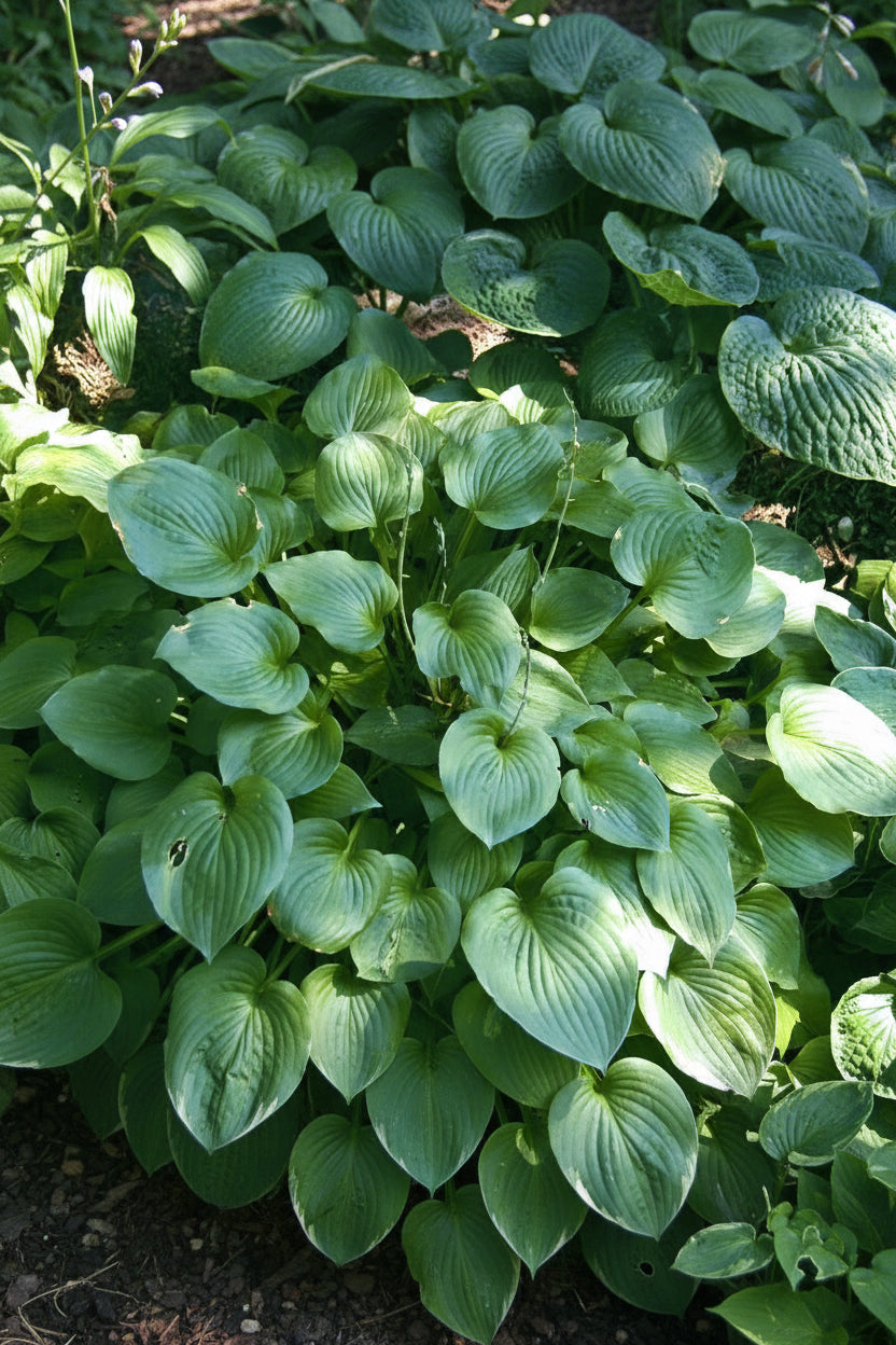 Gum Drop Hosta Plants online shopping