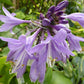 Red Zeppelin Hosta Plants online shopping