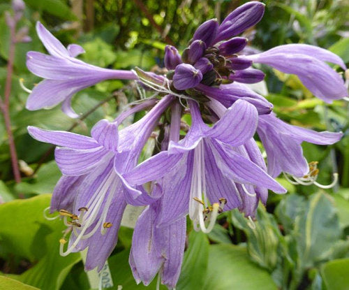Red Zeppelin Hosta Plants online shopping