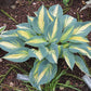 Magic Island Hosta Plants online shopping