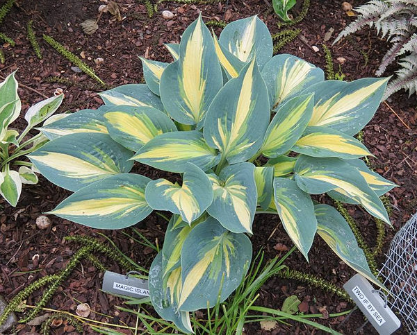 Magic Island Hosta Plants online shopping