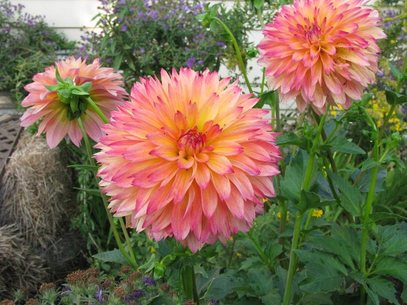 September Morn Dahlia
