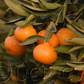 Seedless Kishu Mandarin Budwood citrus plant material online shopping