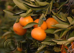 Seedless Kishu Mandarin Budwood citrus plant material online shopping
