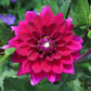 Passionate Dahlia