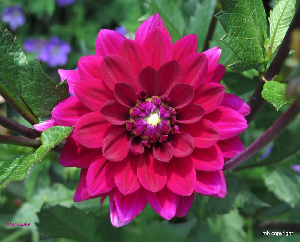 Passionate Dahlia