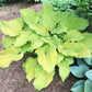 Great Lakes Gold Hosta Plants online shopping