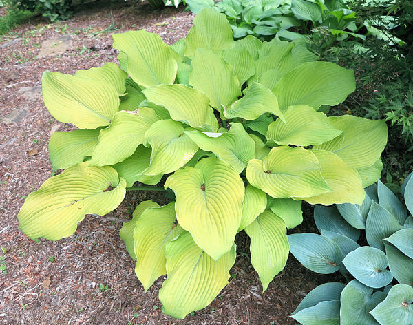 Great Lakes Gold Hosta Plants online shopping