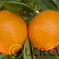Yosemite Gold Mandarin Budwood citrus plant material online shopping