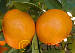 Yosemite Gold Mandarin Budwood citrus plant material online shopping
