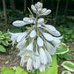 Miki Hosta Plants online shopping