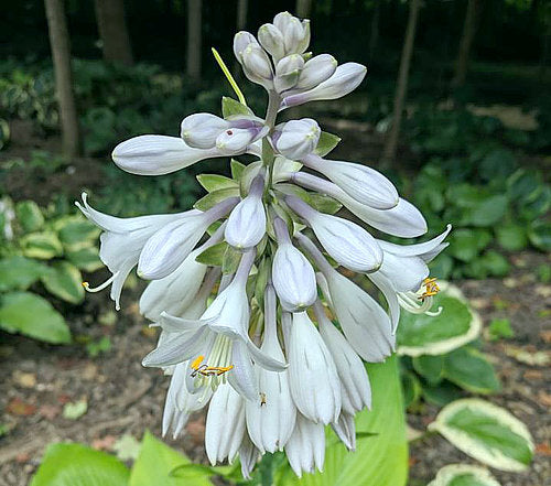 Miki Hosta Plants online shopping