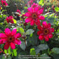 Hootenanny Dahlia