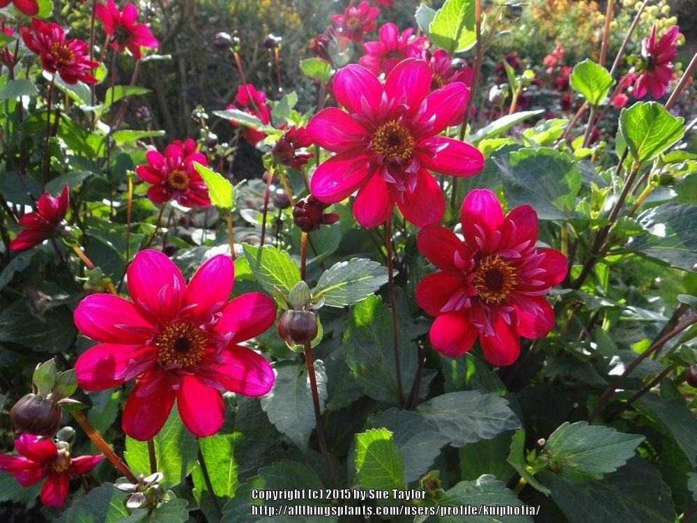 Hootenanny Dahlia