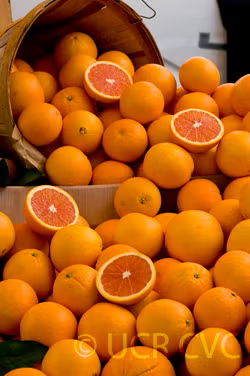Cara Cara Pigmented Navel Orange Budwood citrus plant material online shopping