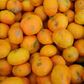 Encore Mandarin Budwood citrus plant material online shopping