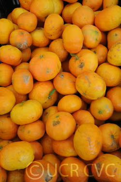 Encore Mandarin Budwood citrus plant material online shopping