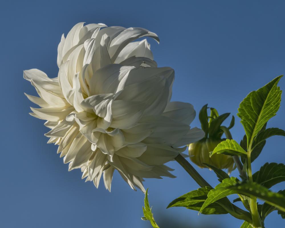 Sterling Silver Dahlia