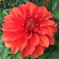 Swan’s Olympic Flame Dahlia
