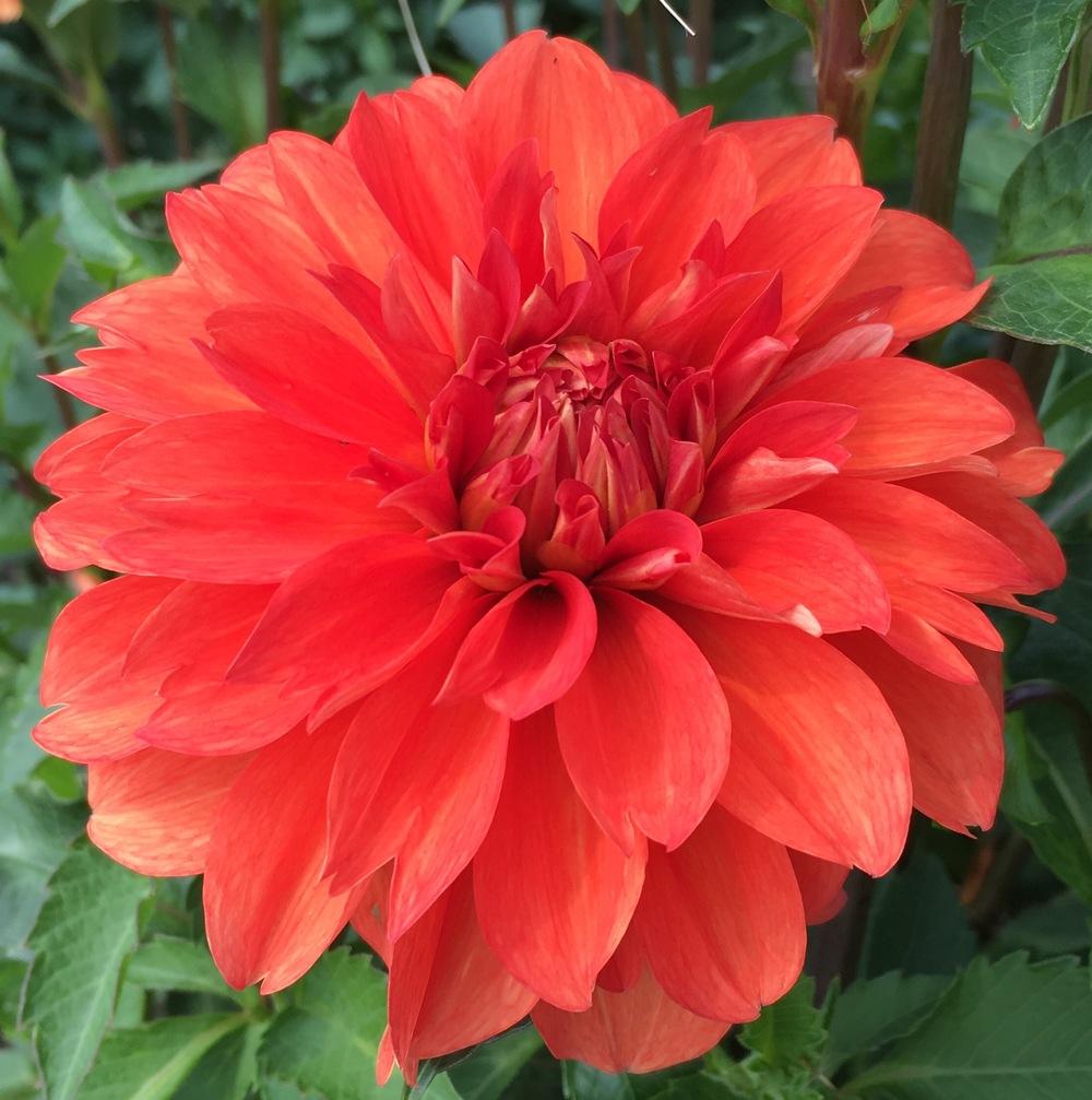 Swan’s Olympic Flame Dahlia