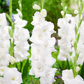 Polar Bear Gladiolus Corms