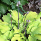 Phoenix Feathers Hosta Plants online shopping