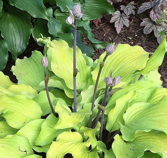 Phoenix Feathers Hosta Plants online shopping