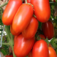 La Roma Tomato