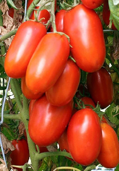 La Roma Tomato Seeds online shopping