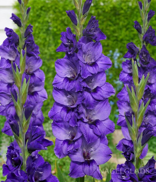 Cookie Gladiolus Corms