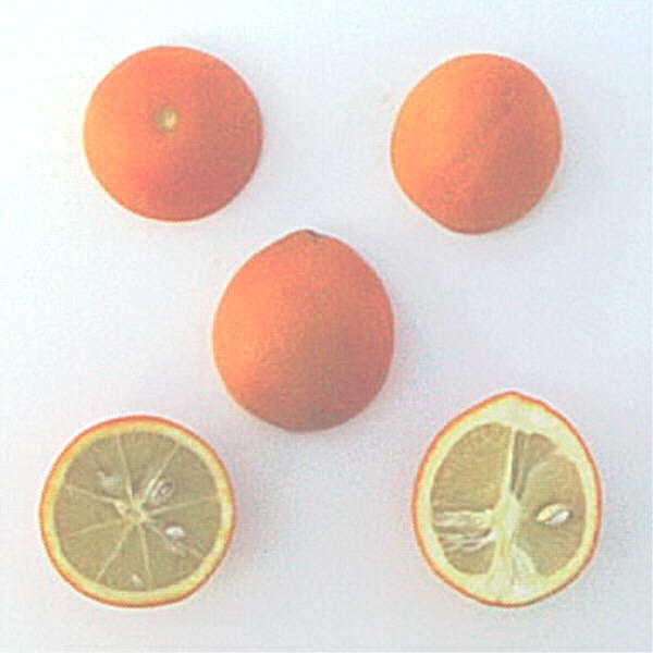 Troyer Citrange Trifoliate Hybrid Budwood citrus plant material online shopping