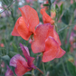 Blue Vein Sweet Pea