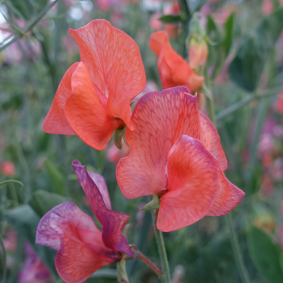 Blue Vein Sweet Pea