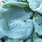 Skylight Hosta Plants online shopping