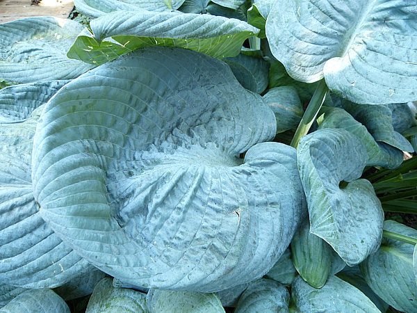 Skylight Hosta Plants online shopping