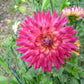Macalister’s Pride Dahlia Plants online shopping