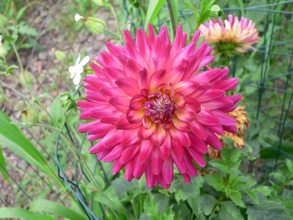 Macalister’s Pride Dahlia Plants online shopping