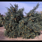 Willowleaf Mediterranean Mandarin Budwood citrus plant material online shopping