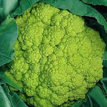 Trevi Cauliflower