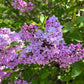 Lilac Sunday Rouen Lilac lilac plant online shopping