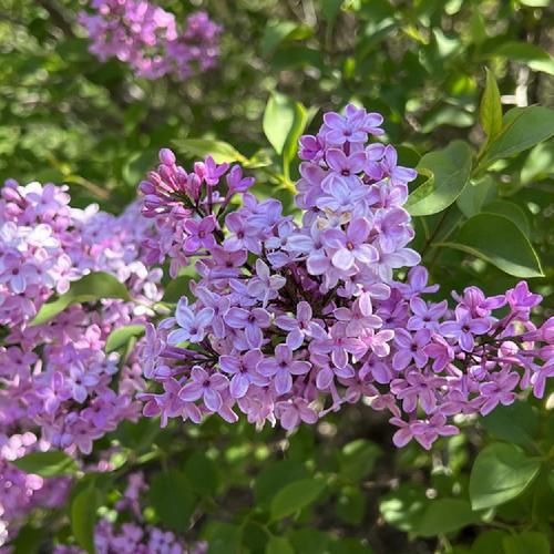 Lilac Sunday Rouen Lilac lilac plant online shopping