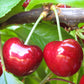 Early Star Sweet Cherry