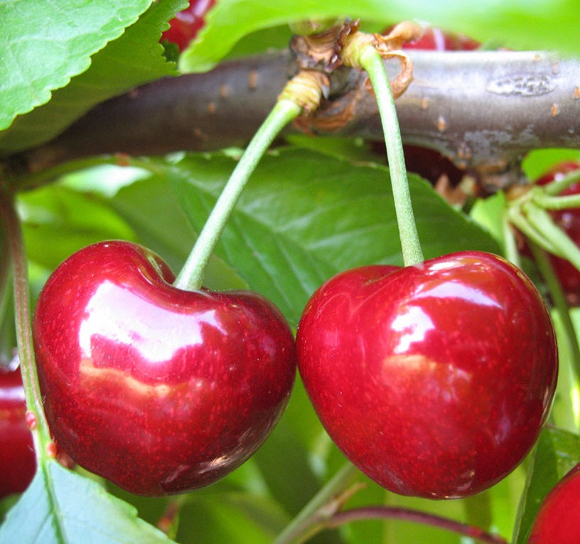 Early Star Sweet Cherry