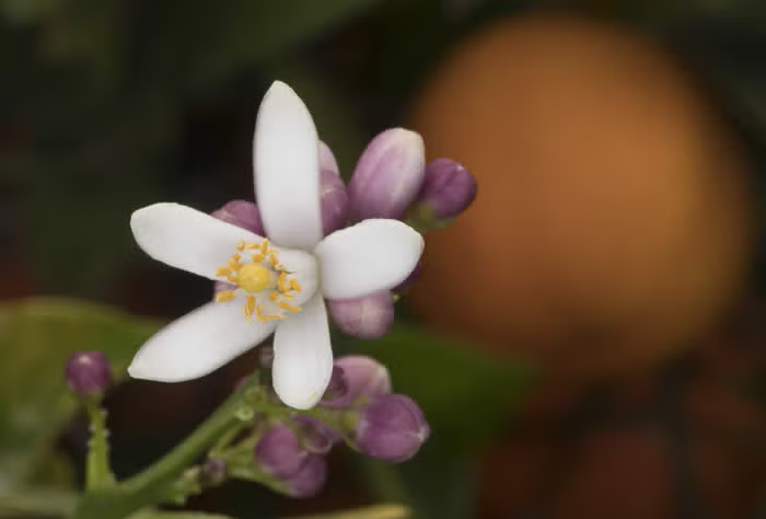 Borneo Red Rangpur Lime Budwood citrus plant material online shopping