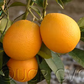 Boukhobza Blood Orange Budwood citrus plant material online shopping