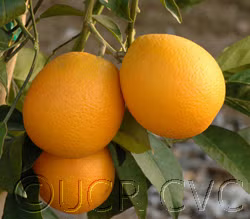 Boukhobza Blood Orange Budwood citrus plant material online shopping