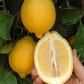 Dr. Strong Nucellar Lisbon Lemon Budwood citrus plant material online shopping