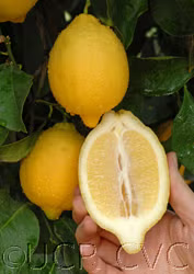 Dr. Strong Nucellar Lisbon Lemon Budwood citrus plant material online shopping